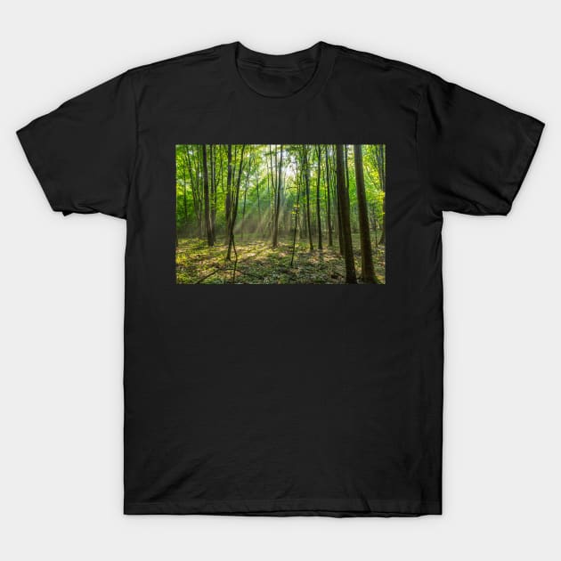 Rays of light in the forest T-Shirt by naturalis